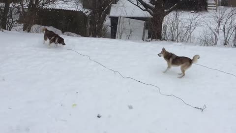 Dozer and Egg play in the Snow