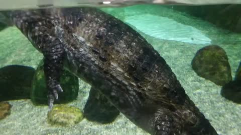 Lazy crocodiles swim in a glass aviary..