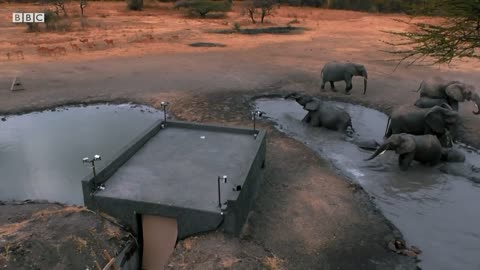 Hidden Elephant Camera | Waterhole: Africa's Animal Oasis | BBC Earth