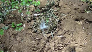 Trapdoor Spider Gives Centipede A Headache