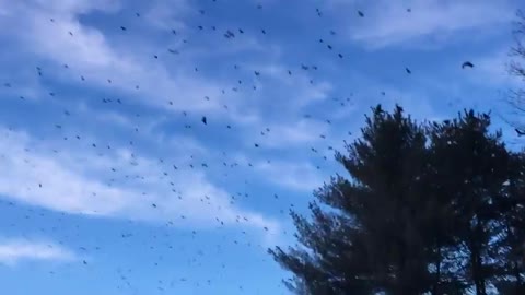 Massive murder of crows captured on camera