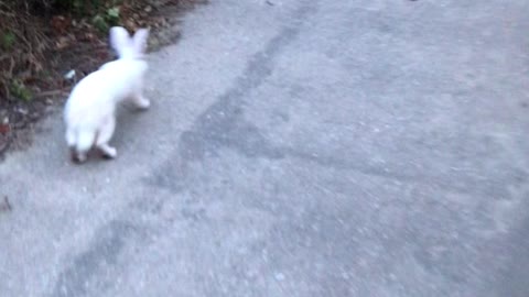 Rabbit stops and go while walking 😱