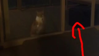 Cat trying to get inside house