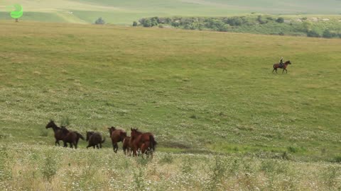 Herd of brown horses grazing in a green meadow. Landscape on mountains