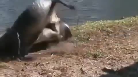 Crocodile vs crocodile punching FINAL FIGHT
