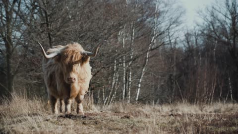 scottish cow