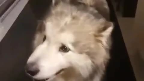 This husky can sing