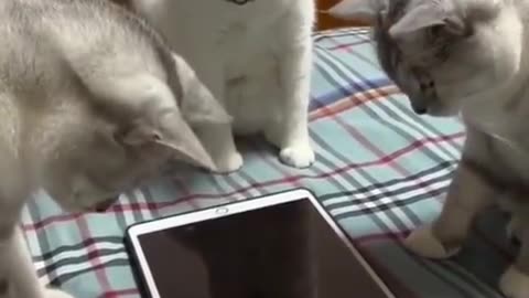 Cats playing mobile game