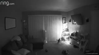 Christmas Tree Falls Victim to Playful Cats