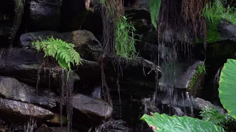 Soothing Fountain in Garden - Water Lillies