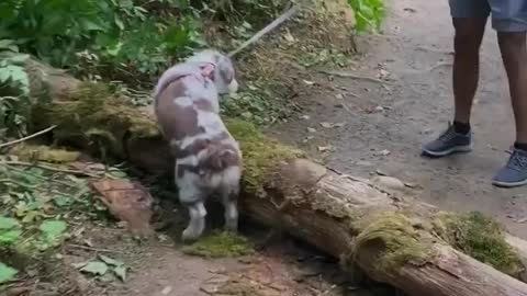 Aussie puppy finds the right motivation to conquer obstacle