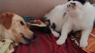 Sweet Dog & Cat Playtime Together