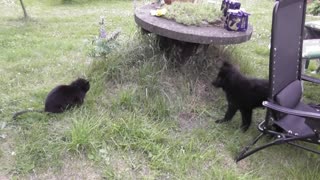 German Shepherd Puppy meets cat