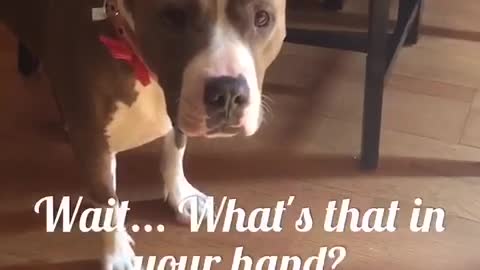 Pit Bull discovers harsh truth about laser pens