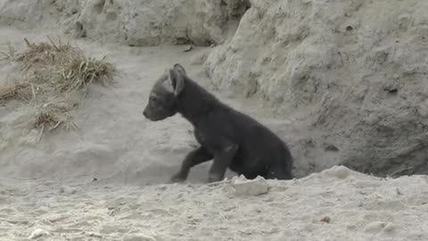 Shy hyena cub decides to leave the den for the first time