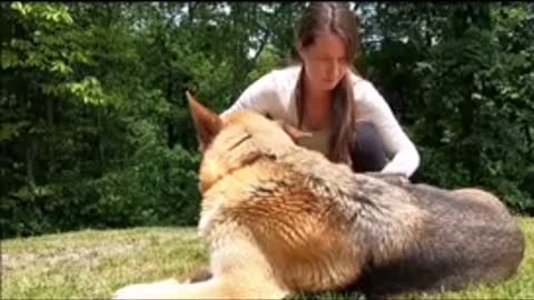 Combing the hair of a German Shepherd dog (literally)