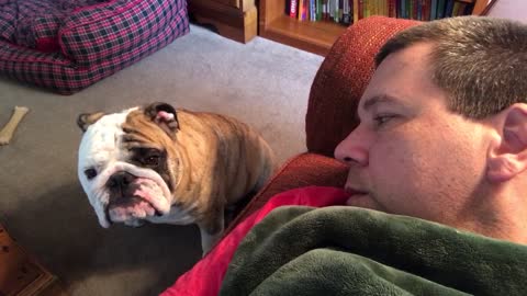Bulldog Begs Owner For Attention
