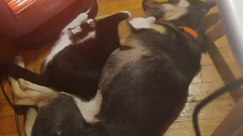 Warm and Cozy Cuddle Puddle of Animal Pals