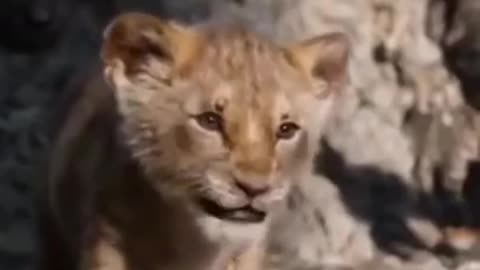 Very Cute lion and mother Amazing video #shorts #maliksaeedskg