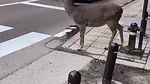 Deer Uses Crosswalk