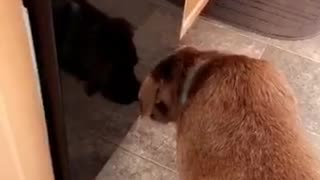 Brown dog staring at itself in front of reflection off of black dish washer