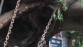 Huge Tree Transported by Truck