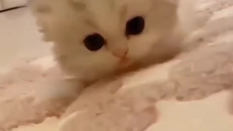 Cute little kitten walking on the bed