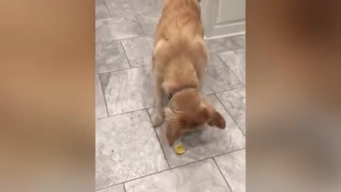 Dog fooled by colour of food, fights back