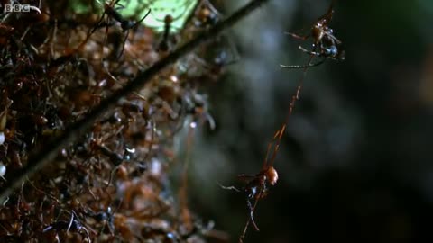 Army Ants Rampage Through The Forest - The Hunt - BBC Earth_Cut.mp4