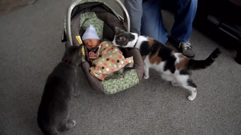 Cats Meeting Babies For The First Time