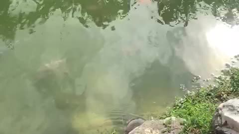 Beautiful Water lovers Fish