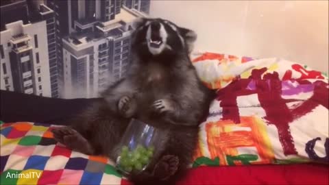 Cute eating raccoon