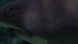My god ..... The shark