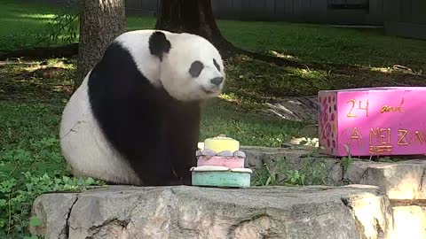 Cute Giant Panda Eating Cake for its Birthday