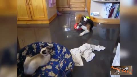 Cats and Dogs sleeping together in one Bed