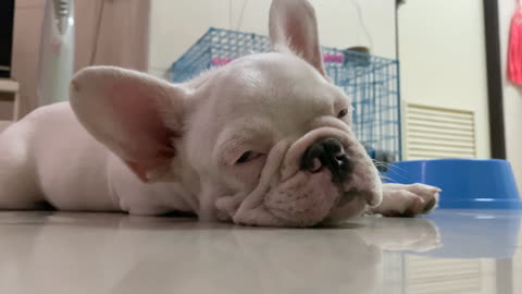 Cute Sleepy French Bulldog