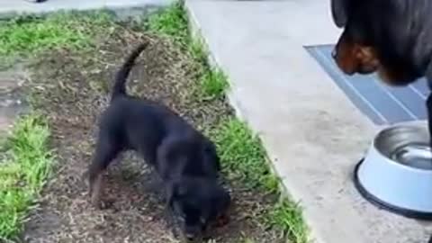 Mother dog train her son beautiful video 🙄 so cut her son