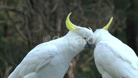Big white bird caressing Each other