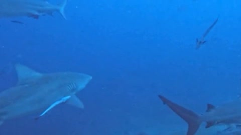 Bull shark has hook in its mouth with bait still attached