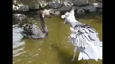 Tandoff Between a Black Swan and Shoebill Stork