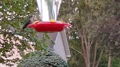 Female and Male Ruby-throated Hummingbird Chase ( Listen Closely!)