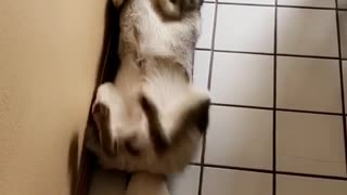 Husky laying on its back on floor