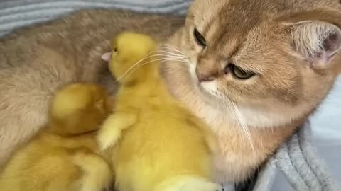 It_s_warm_for_the_kitten_to_hug_the_duckling_and_s