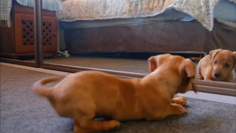 dog does not recognize himself when looking in the mirror and barks at him