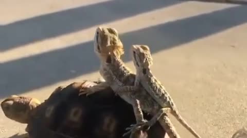 Two lizards taking a tourist tour on the top of turtle