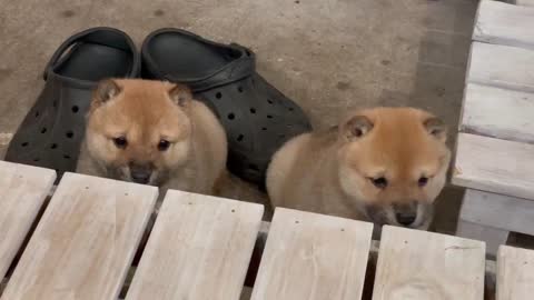 adorable two newborn puppies soo cute