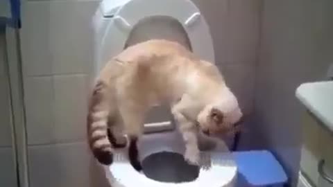 Smart cat attending toilet