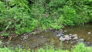 Marvelously Relaxing Babbling Brook in a Summer Forest