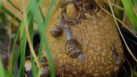 snails nature little animals wildlife