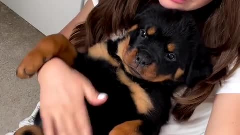 Rotweiler puppy funny cute 😊💥💥💥💥
